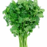 CORIANDRE (la botte)